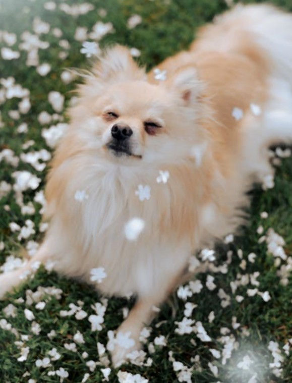 Charlie - zdjęcie 3